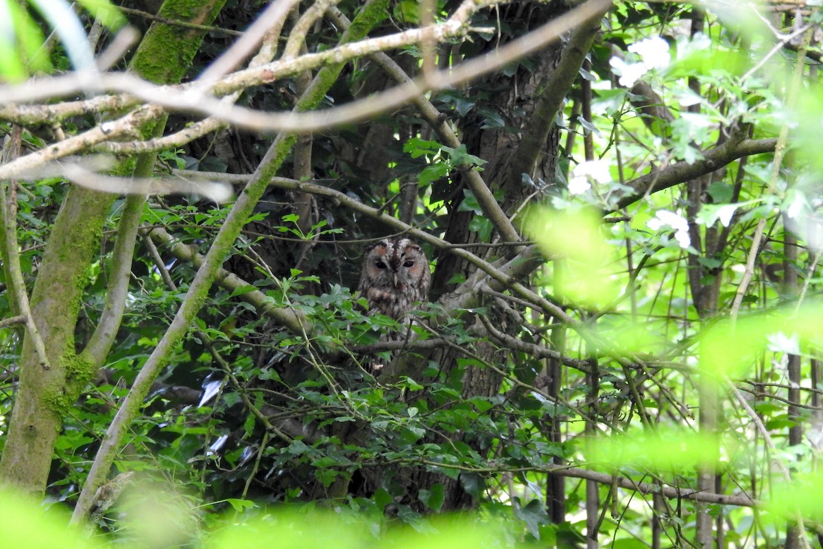 Tawny Owl - ML618756643