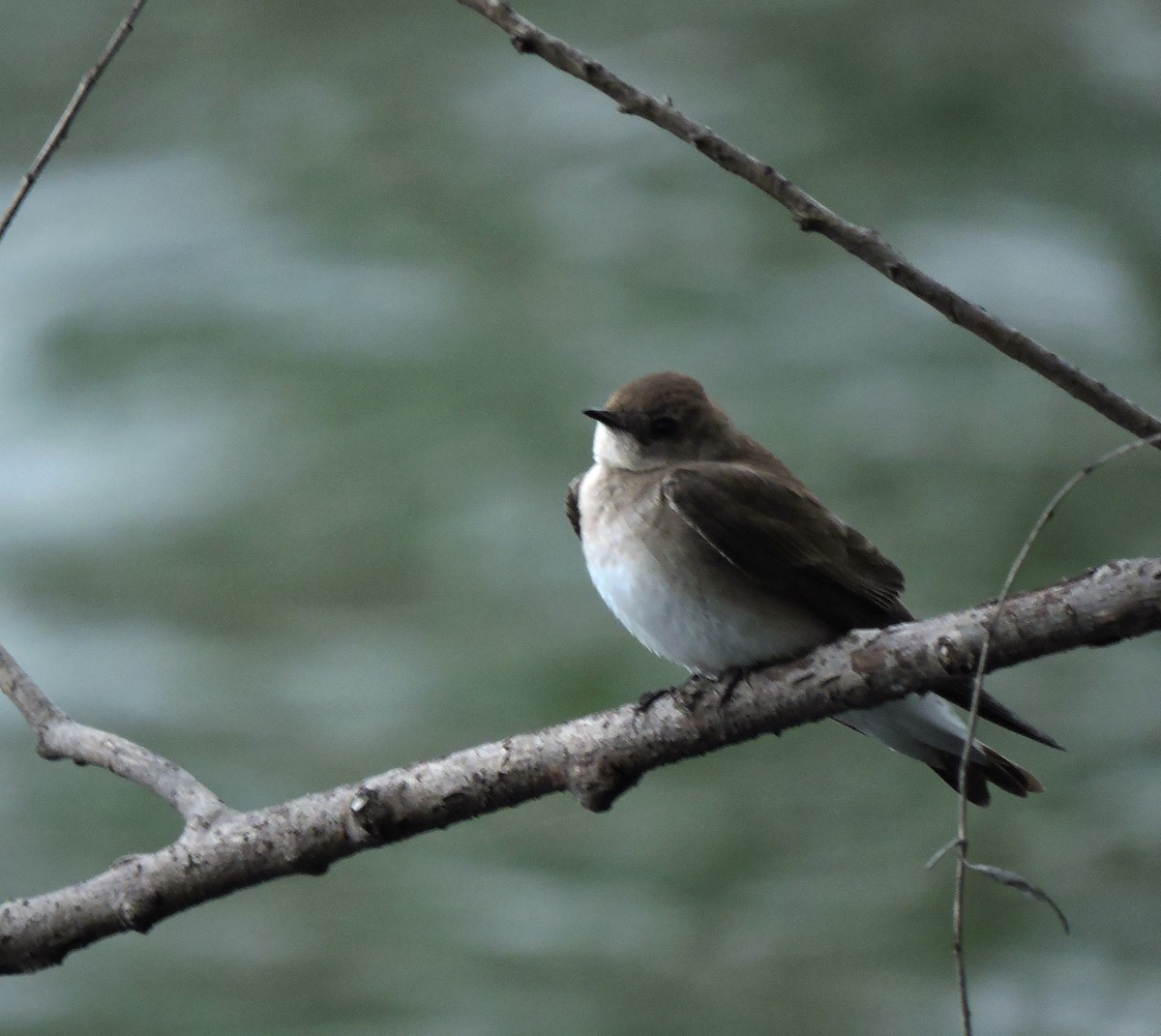 Northern Rough-winged Swallow - ML618756644