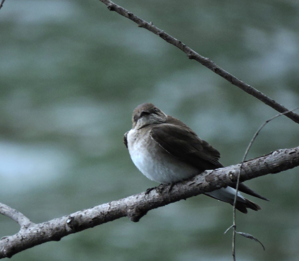 Northern Rough-winged Swallow - ML618756645