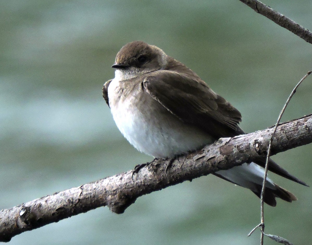 Northern Rough-winged Swallow - ML618756646
