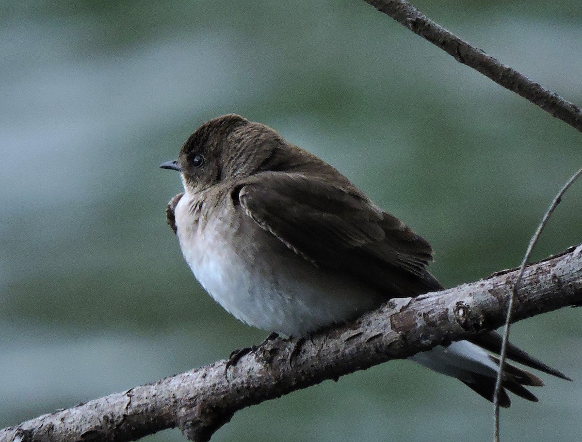 Northern Rough-winged Swallow - ML618756649