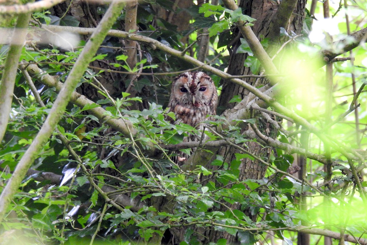 Tawny Owl - ML618756652