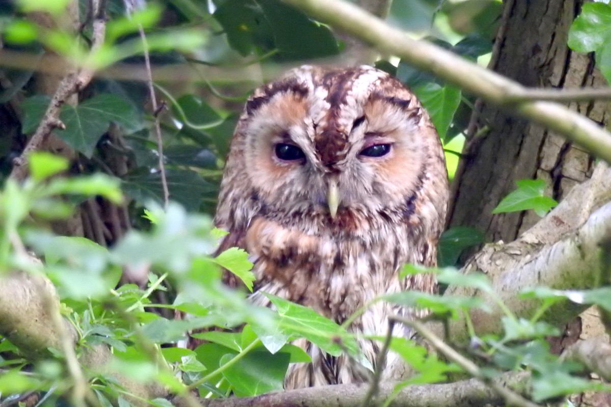 Tawny Owl - ML618756653
