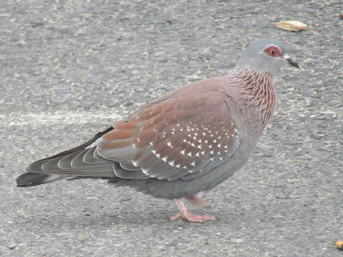 Speckled Pigeon - ML618756674