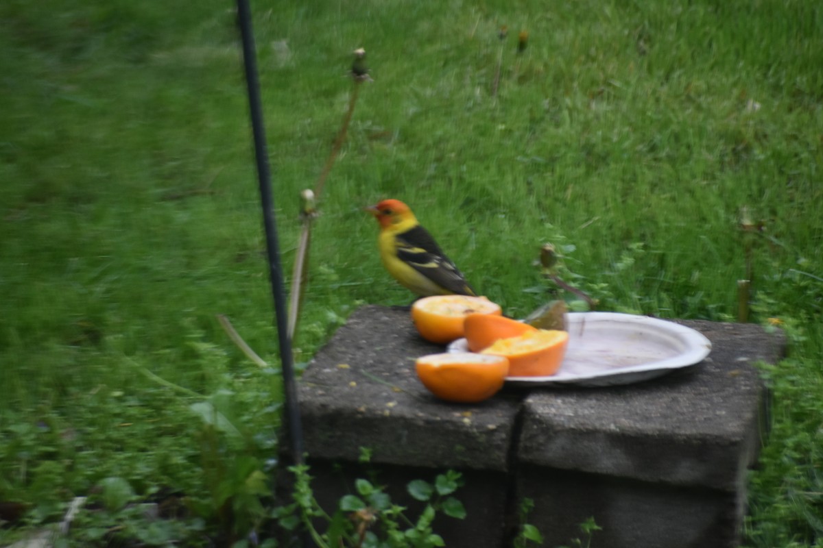 Western Tanager - ML618756682