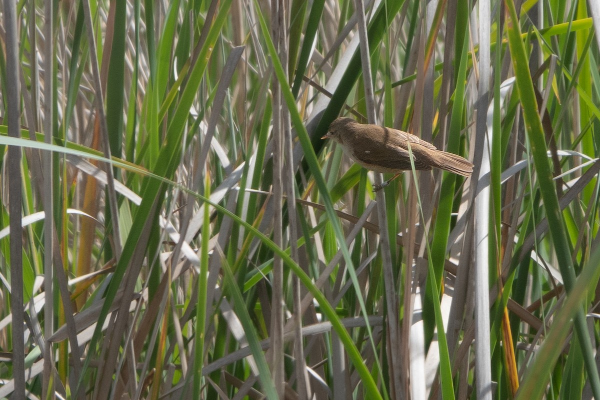 Common Reed Warbler - ML618756729