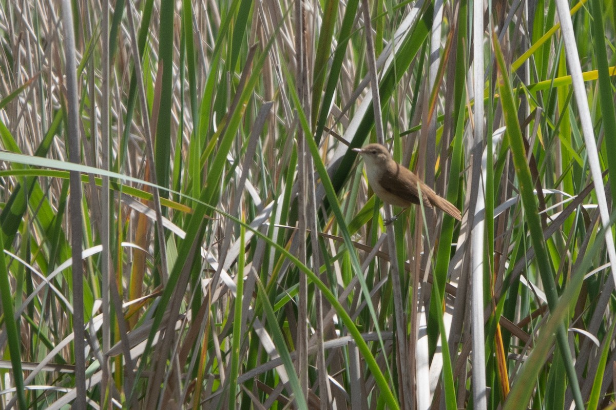 Common Reed Warbler - ML618756730
