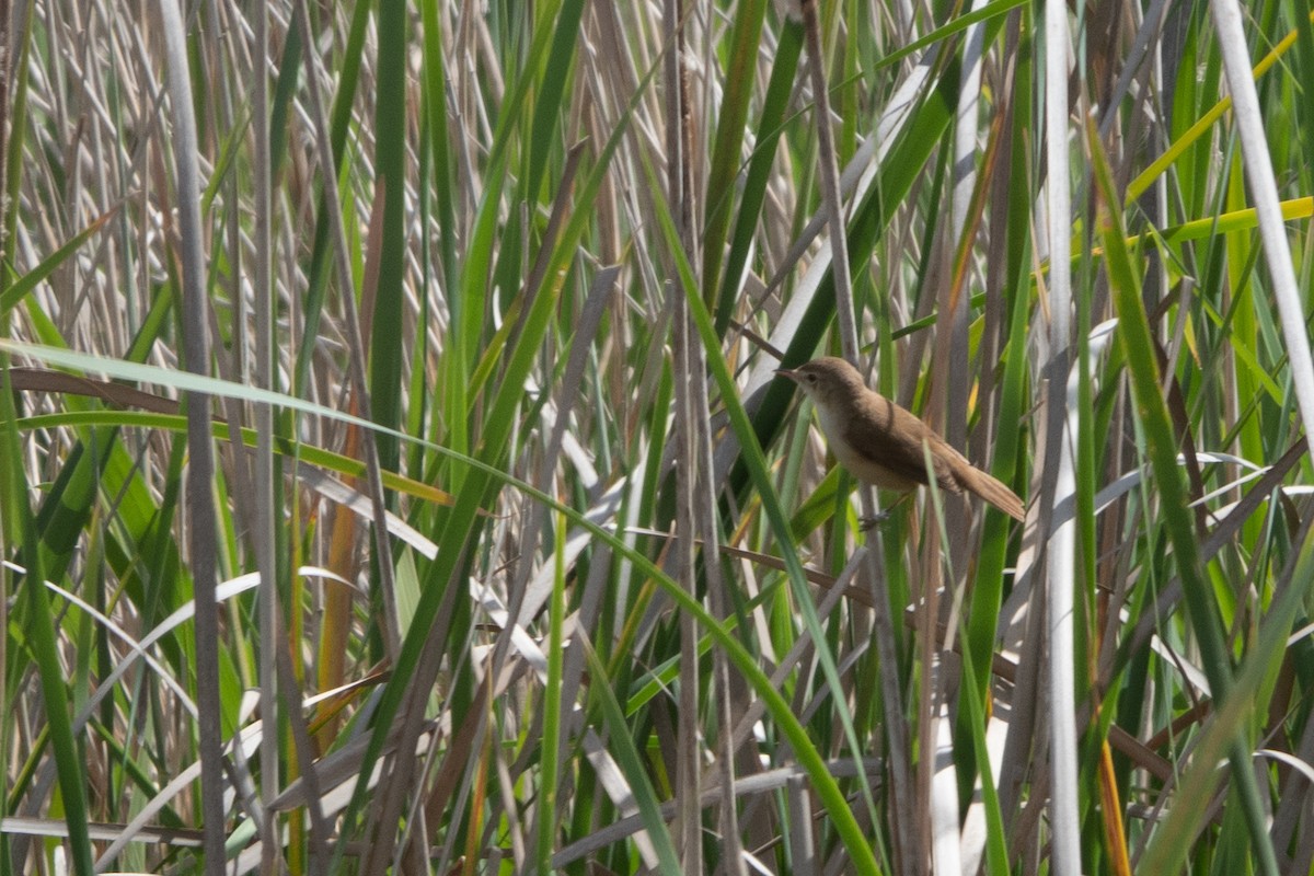 Common Reed Warbler - ML618756731