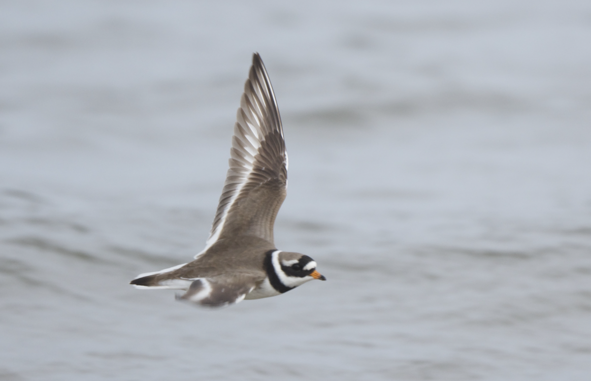 Common Ringed Plover - ML618756746
