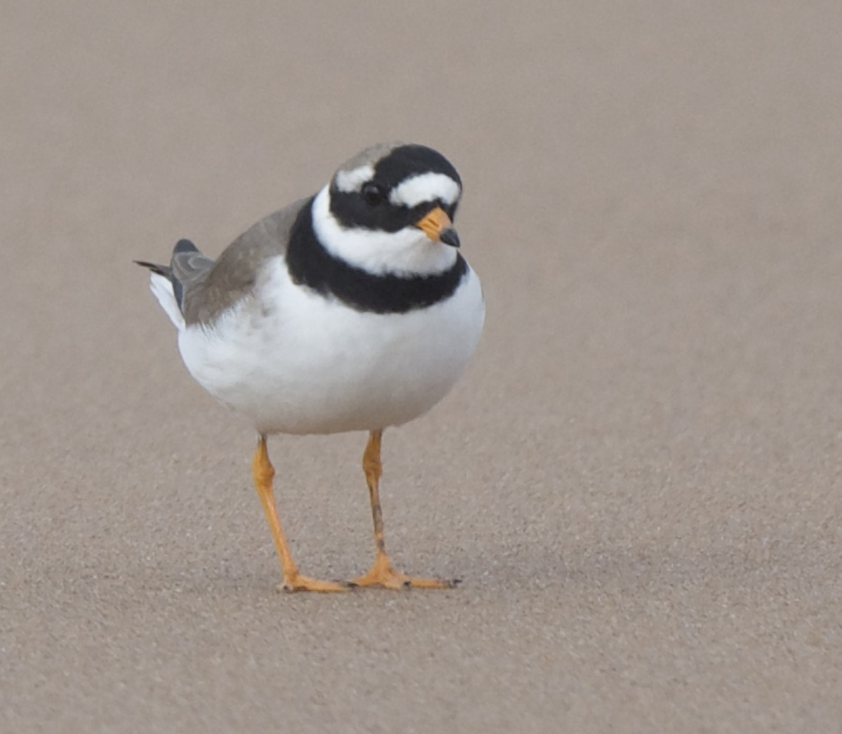 Common Ringed Plover - ML618756747