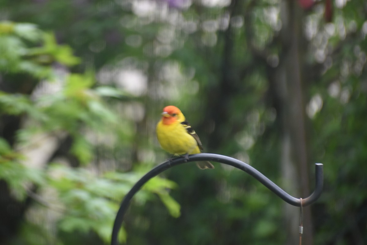 Western Tanager - ML618756750