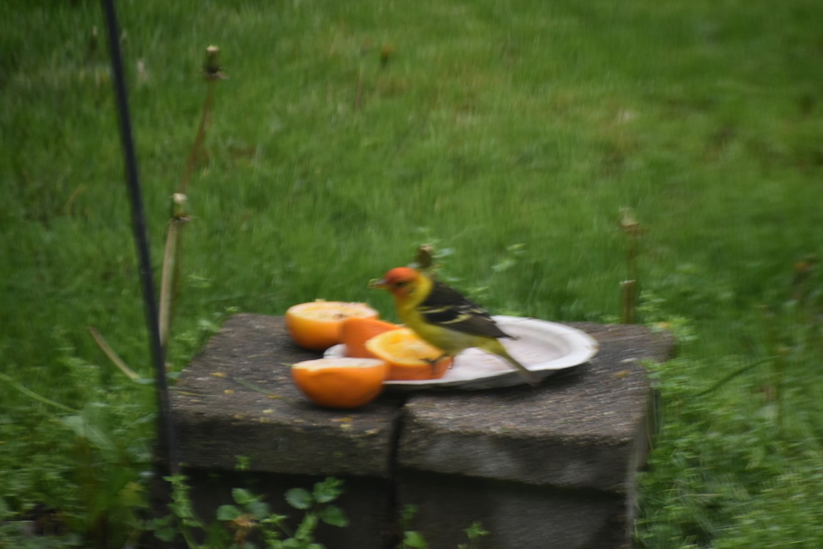 Western Tanager - ML618756758