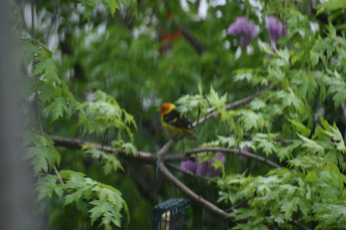 Western Tanager - ML618756766