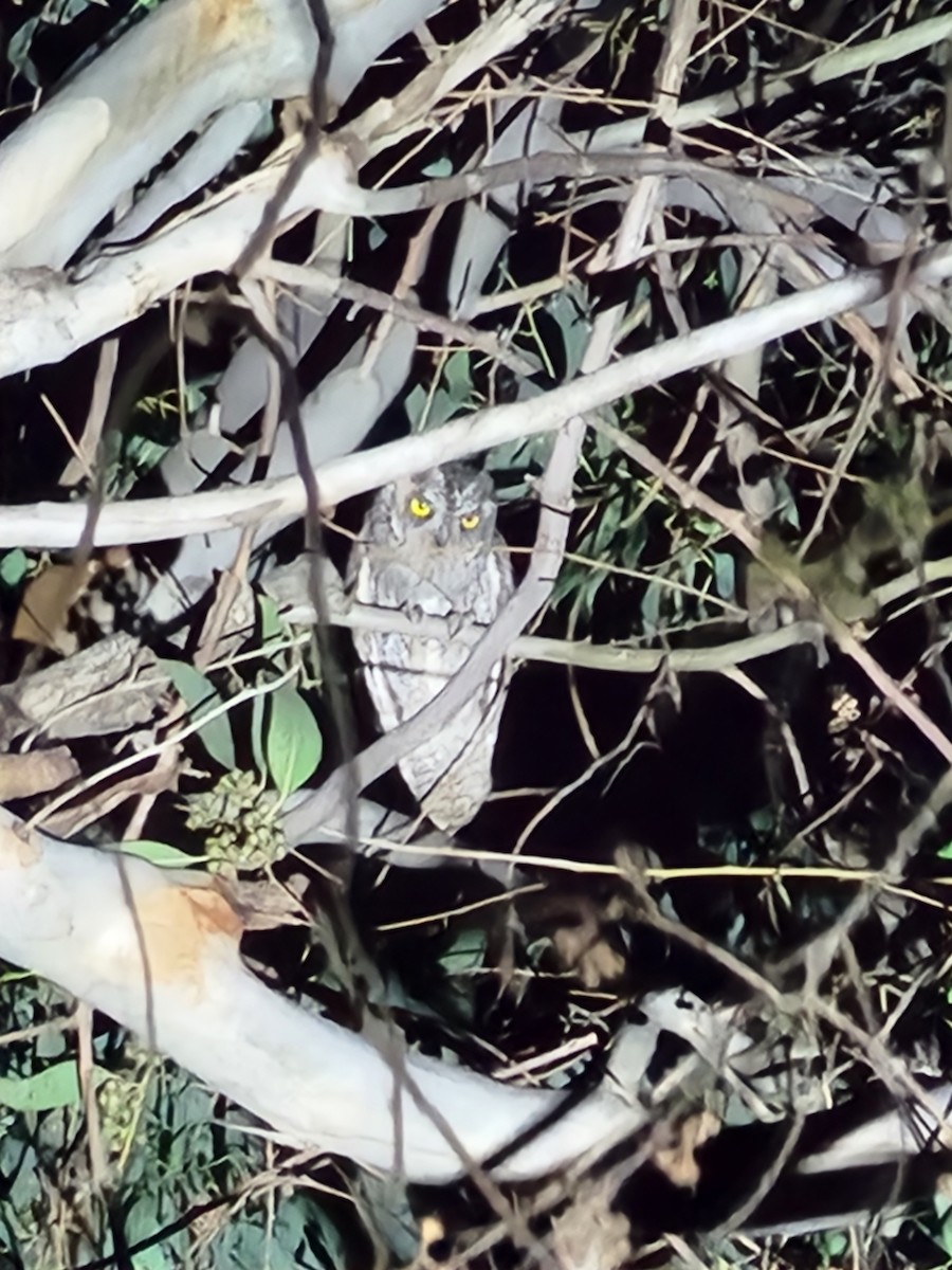 Eurasian Scops-Owl - ML618756773