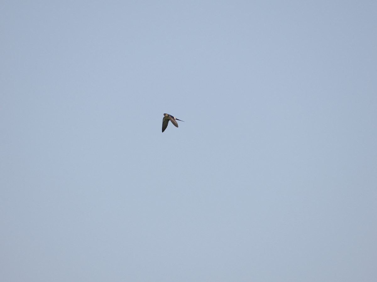 Red-rumped Swallow - ML618756779
