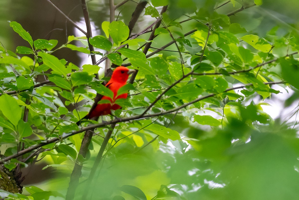 Scarlet Tanager - ML618756799