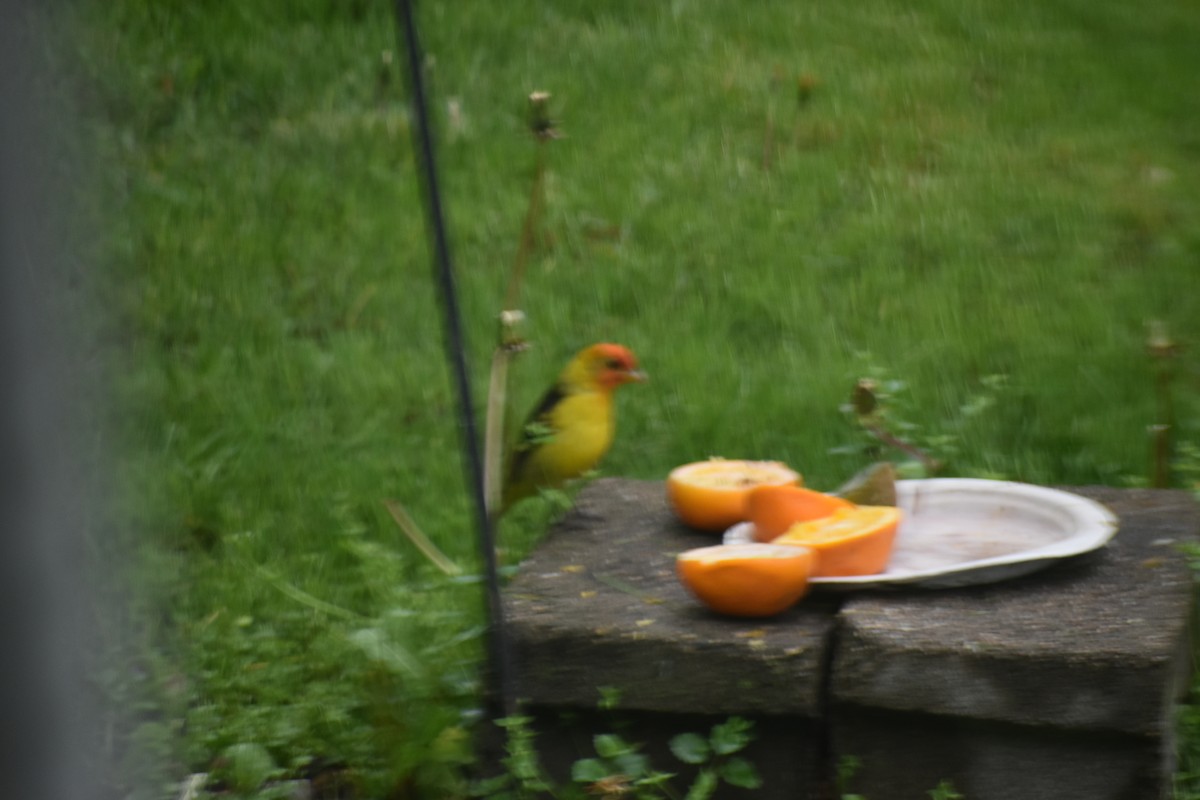 Western Tanager - ML618756800