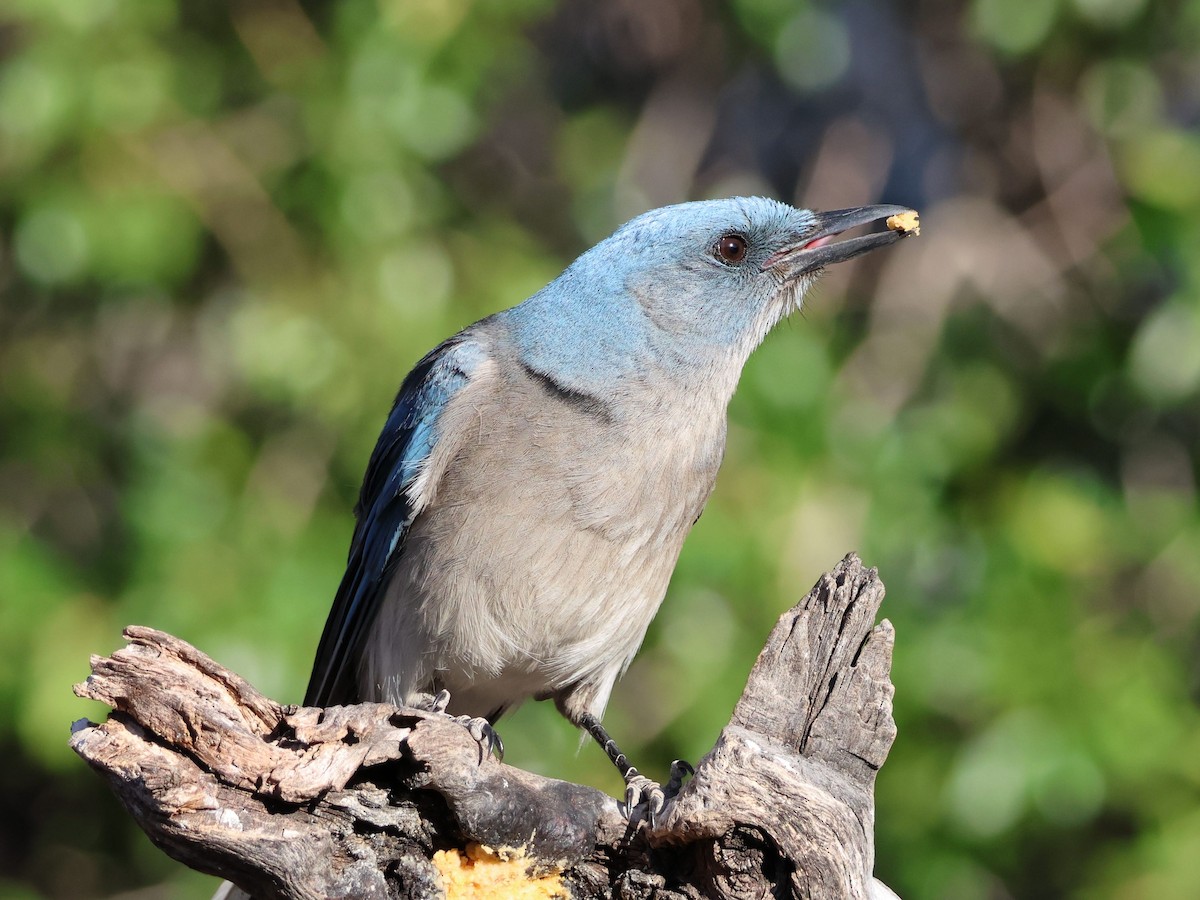 Mexican Jay - ML618756832