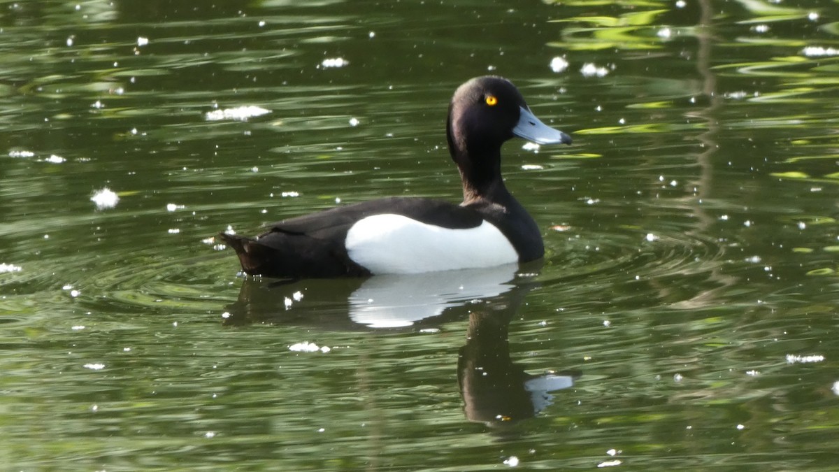 Tufted Duck - ML618756839