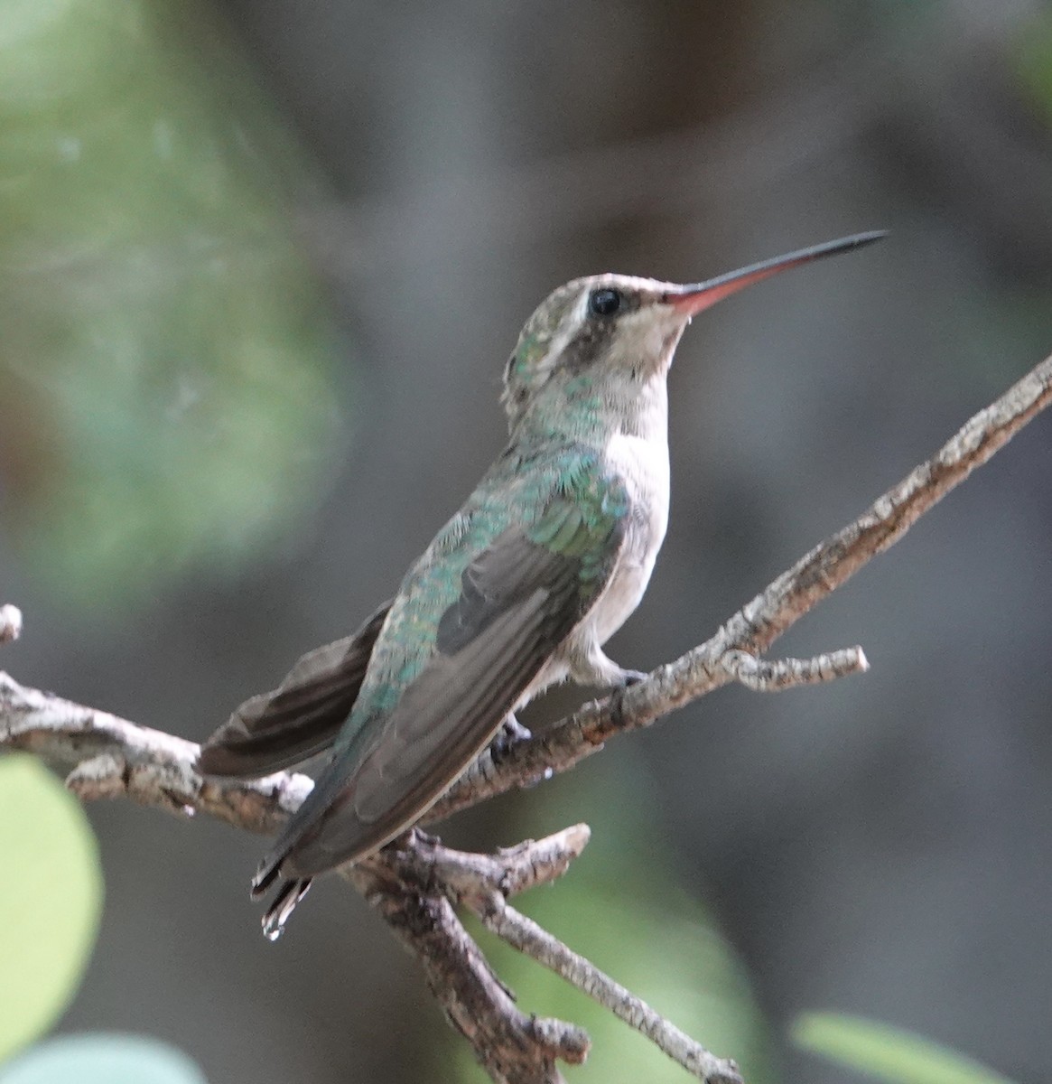 kolibřík širokozobý - ML618756840