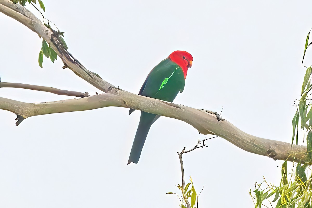 Australian King-Parrot - ML618756873
