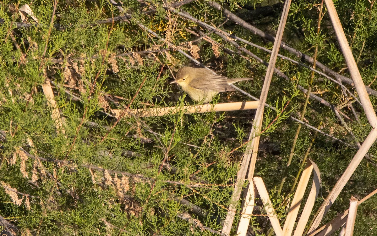 Melodious Warbler - ML618756939