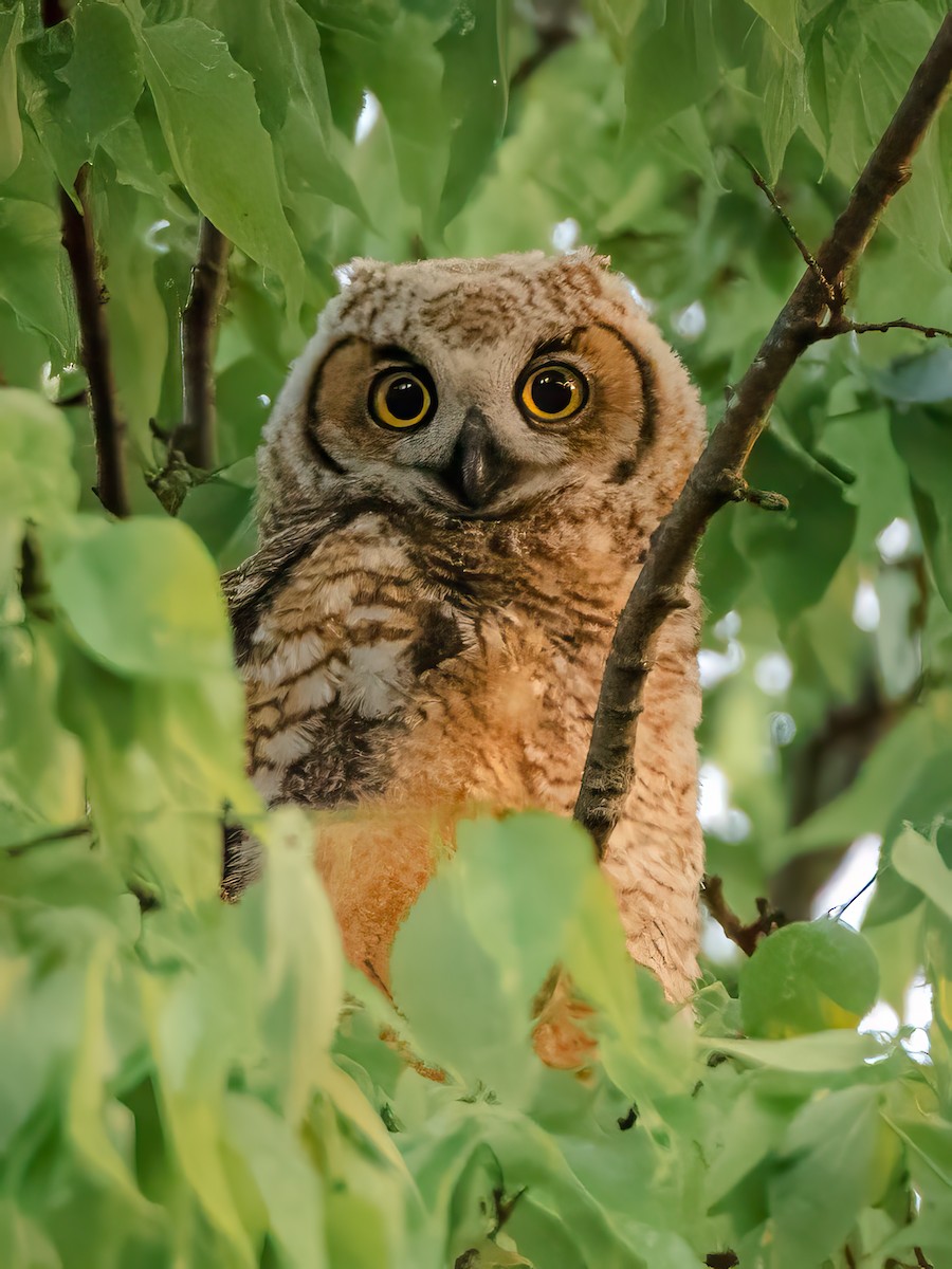 Great Horned Owl - ML618756941