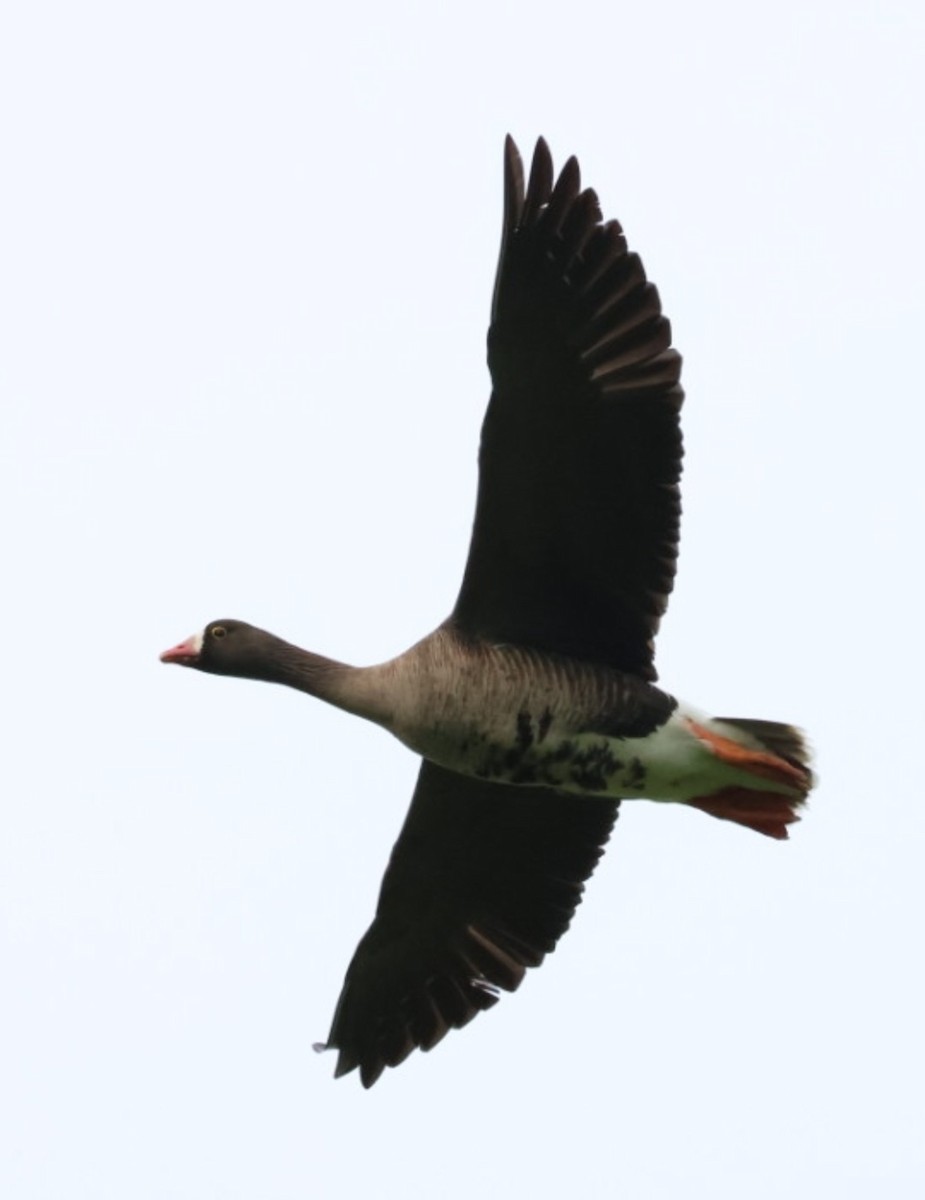 Lesser White-fronted Goose - ML618756992