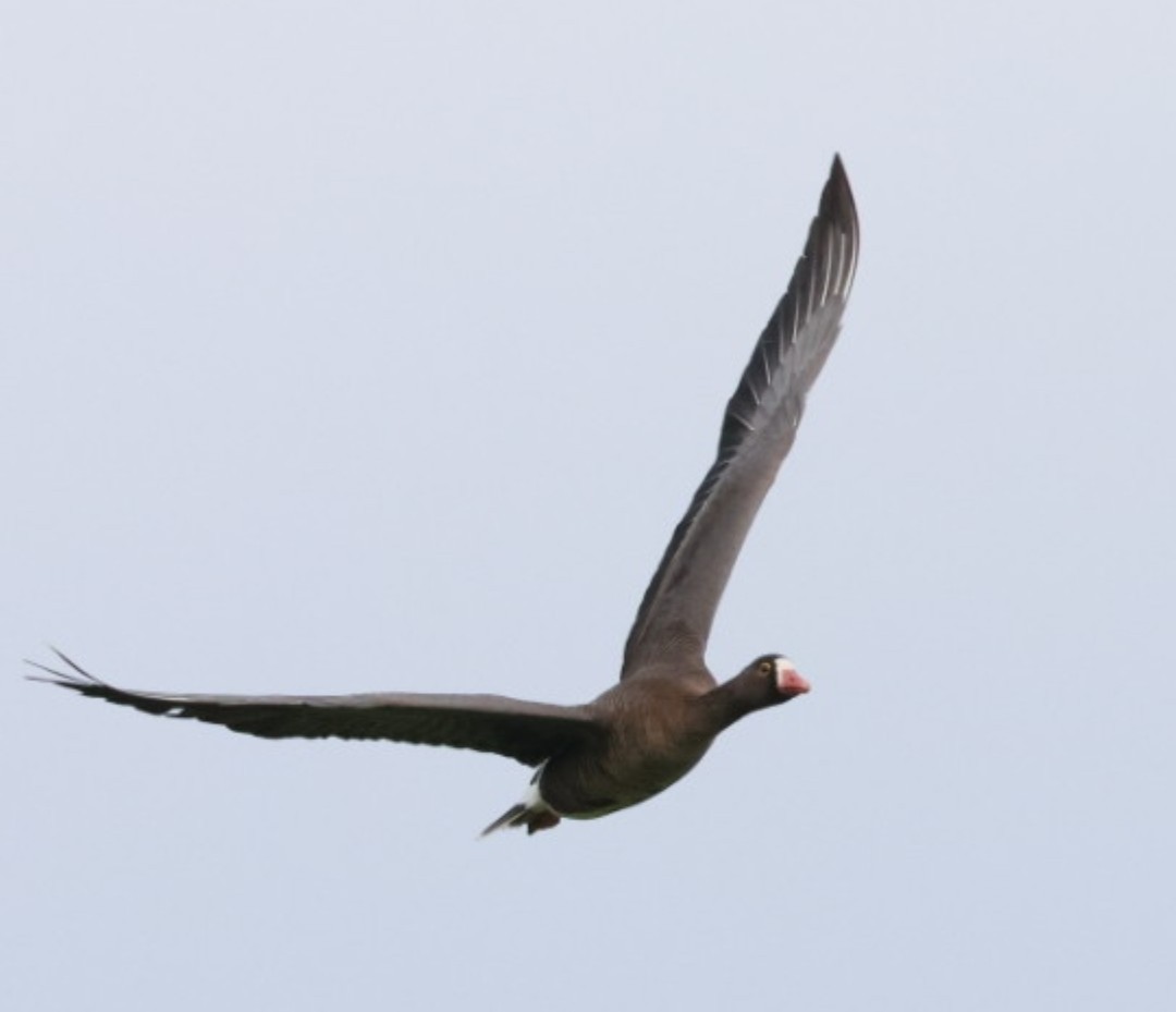 Lesser White-fronted Goose - ML618756993