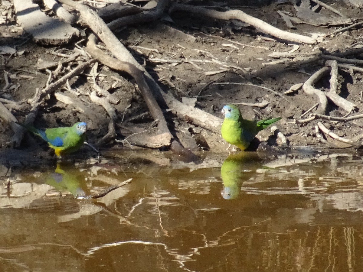 Turquoise Parrot - ML618756997