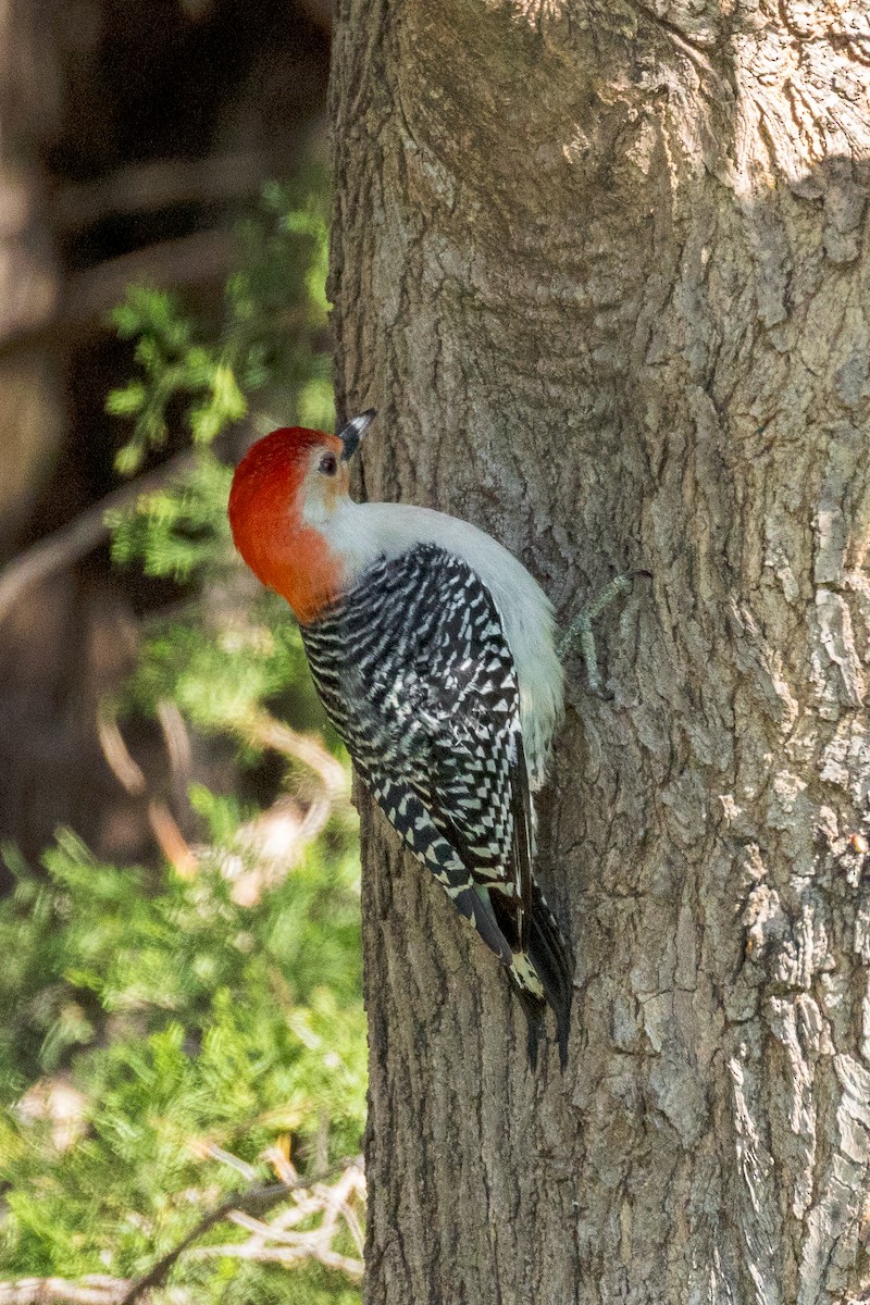 Red-bellied Woodpecker - ML618757018