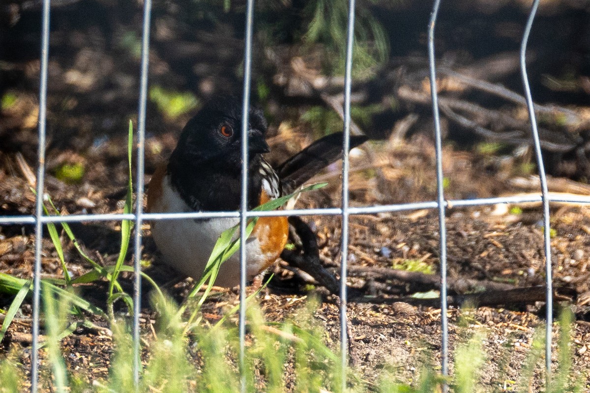 Spotted Towhee - ML618757033