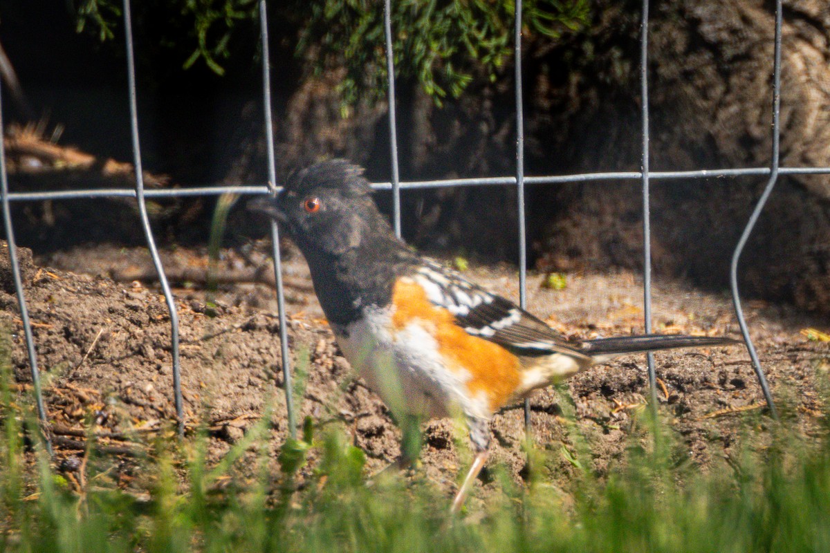 Spotted Towhee - ML618757062
