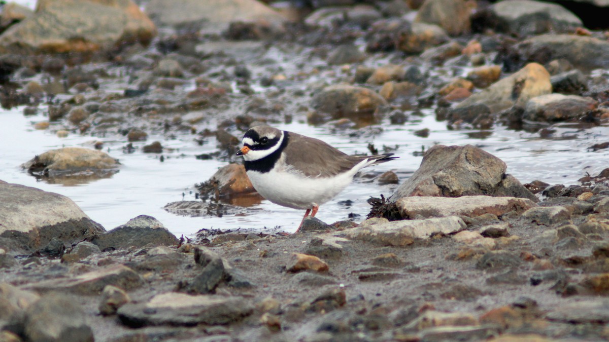Common Ringed Plover - ML618757071