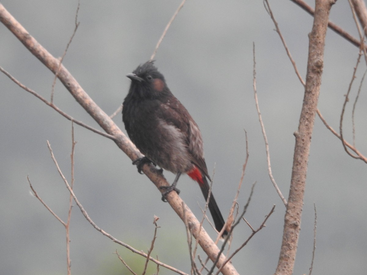 Red-vented Bulbul - ML618757088