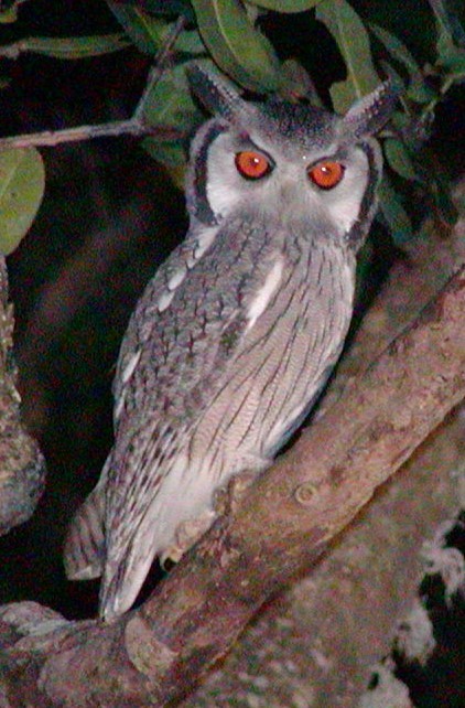 Southern White-faced Owl - ML618757095