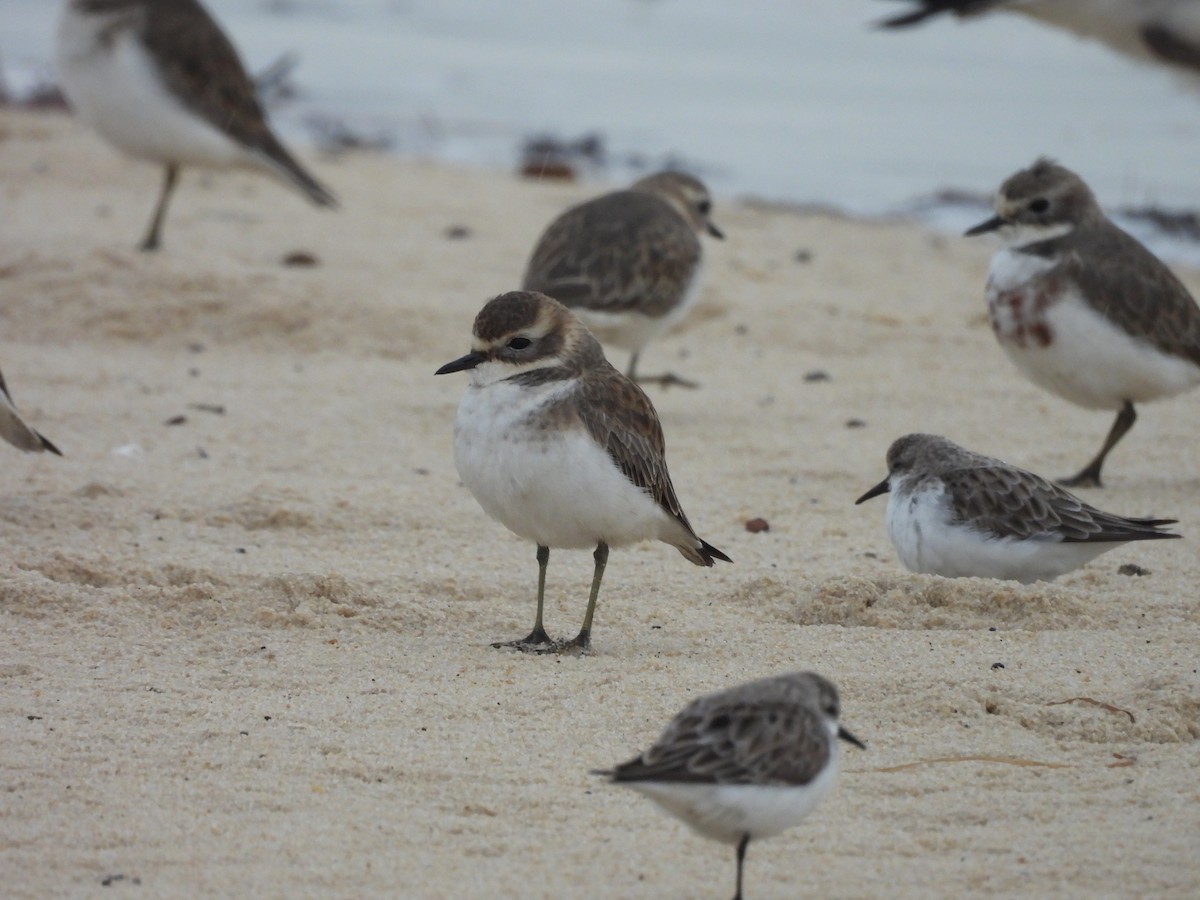 Double-banded Plover - ML618757112