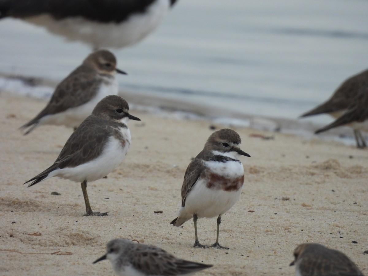 Double-banded Plover - ML618757116