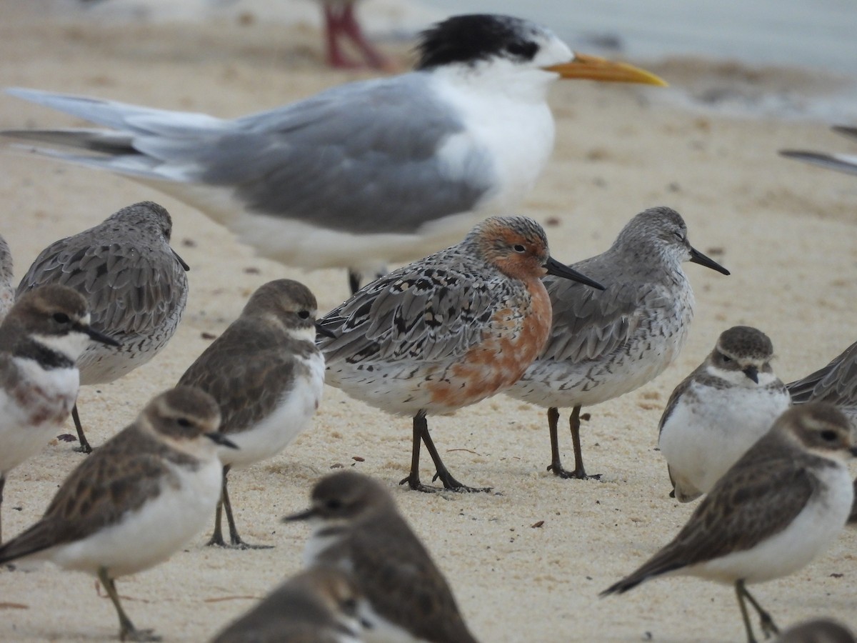 Red Knot - ML618757118