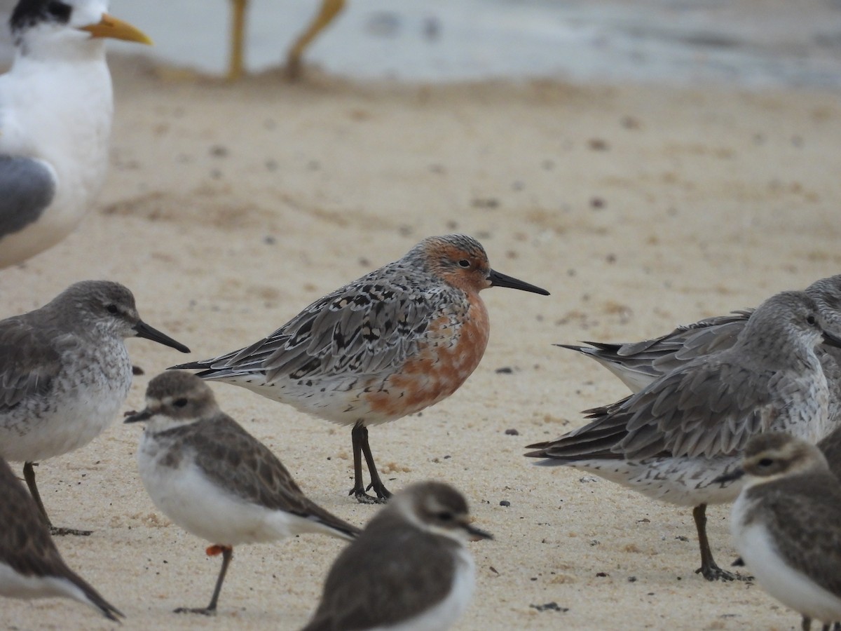 Red Knot - ML618757119