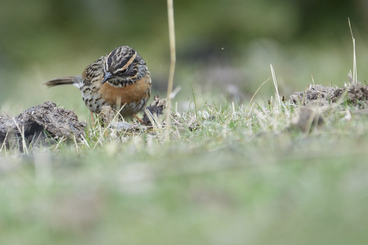 Rufous-breasted Accentor - ML618757164