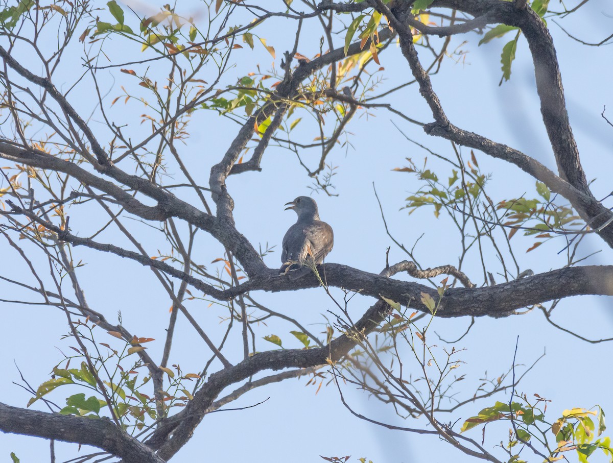 Indian Cuckoo - ML618757172