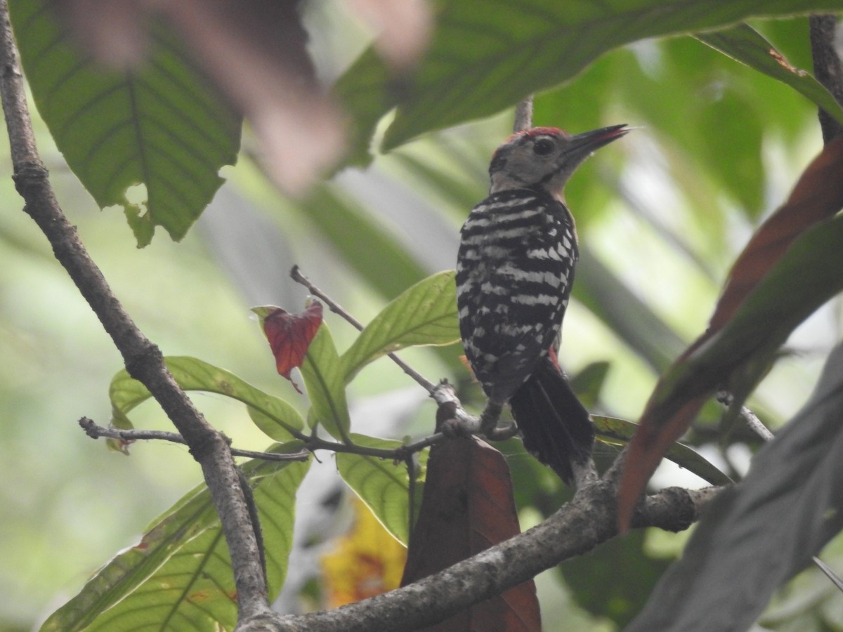 Gray-capped Pygmy Woodpecker - ML618757200