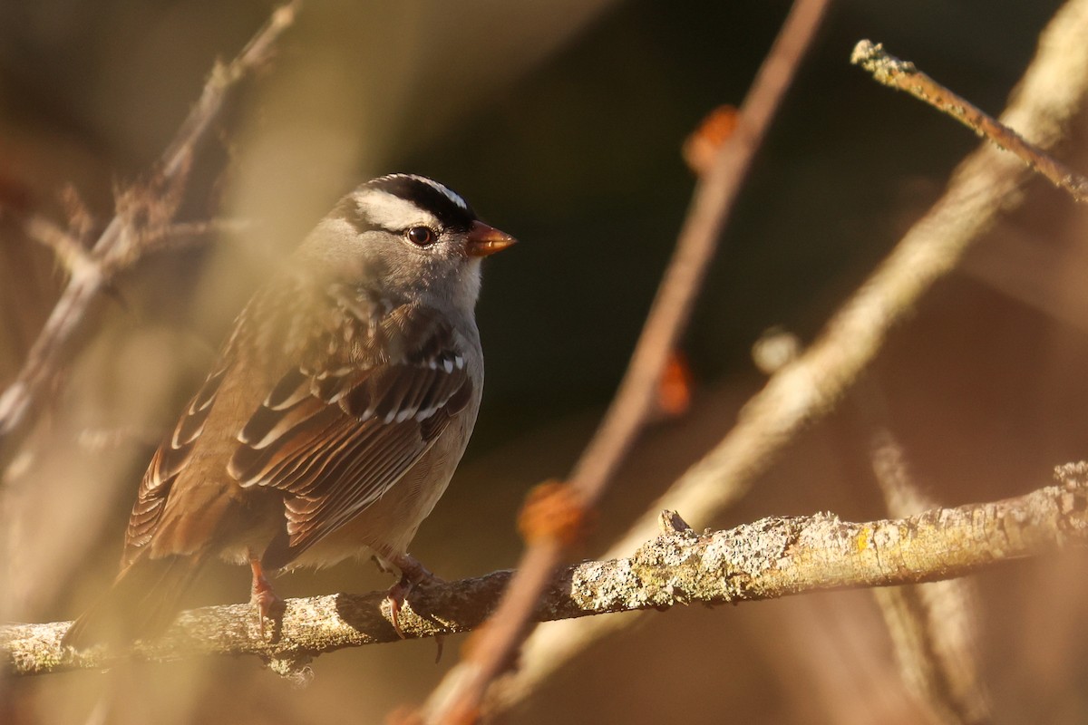 White-crowned Sparrow - ML618757201