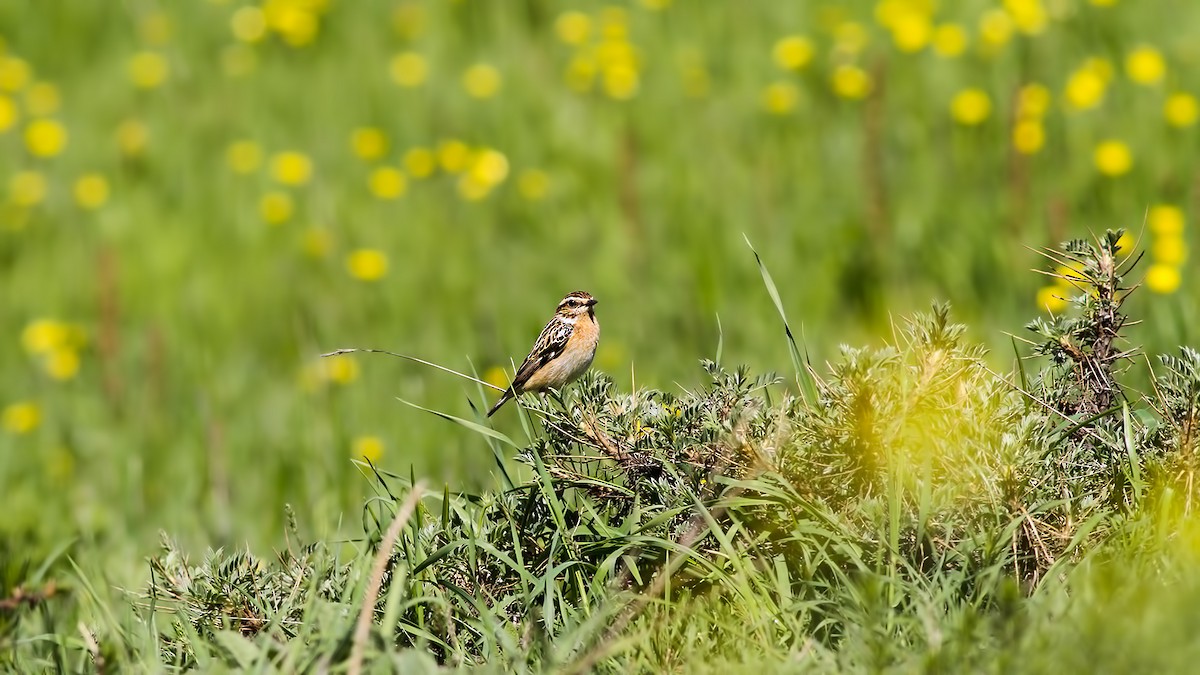 Whinchat - ML618757204