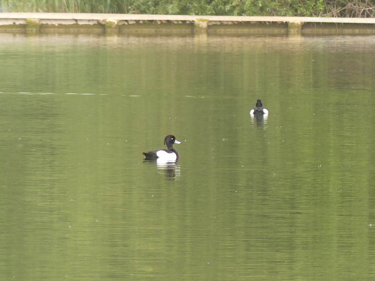 Tufted Duck - ML618757225