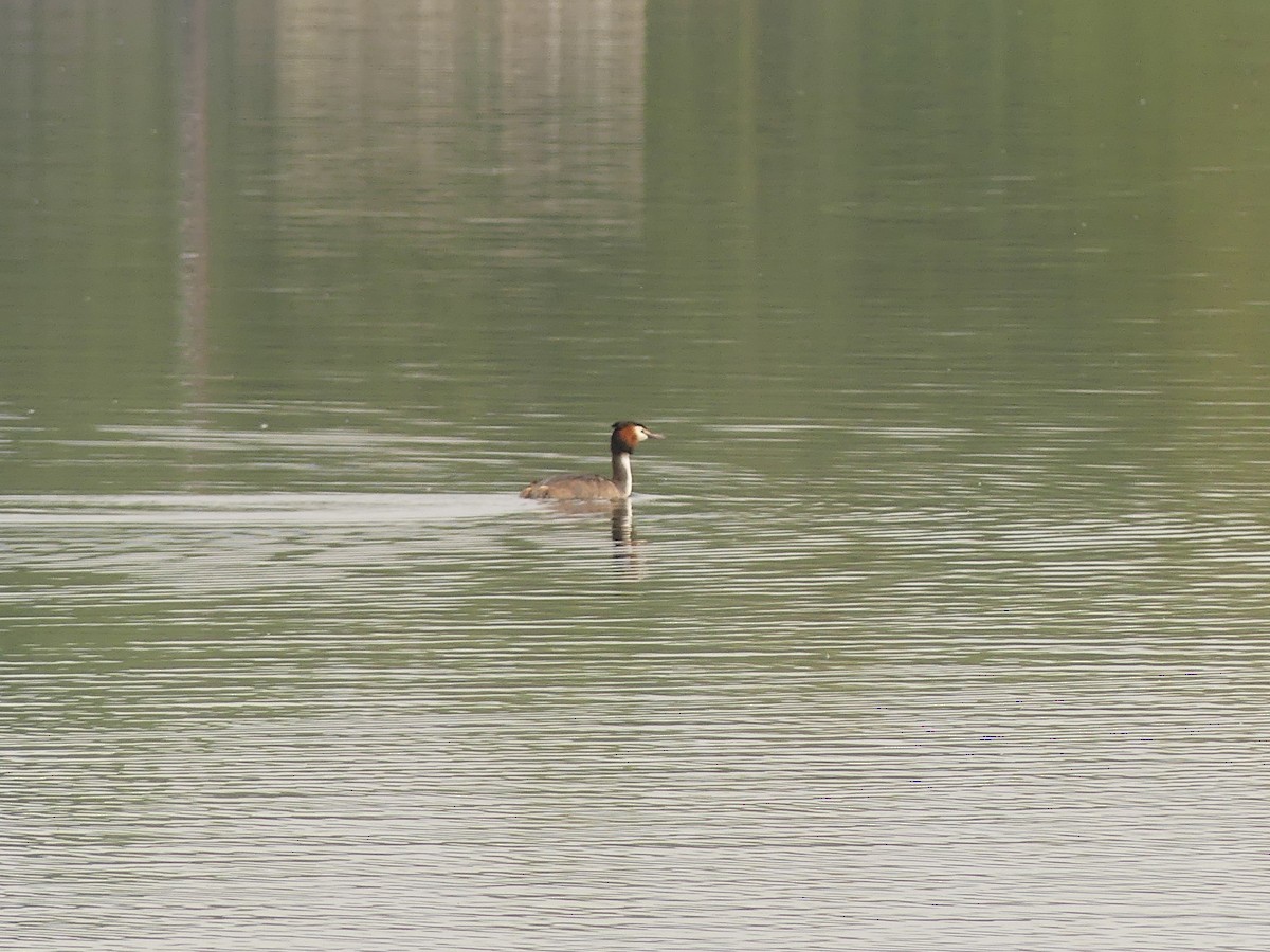 Great Crested Grebe - ML618757227