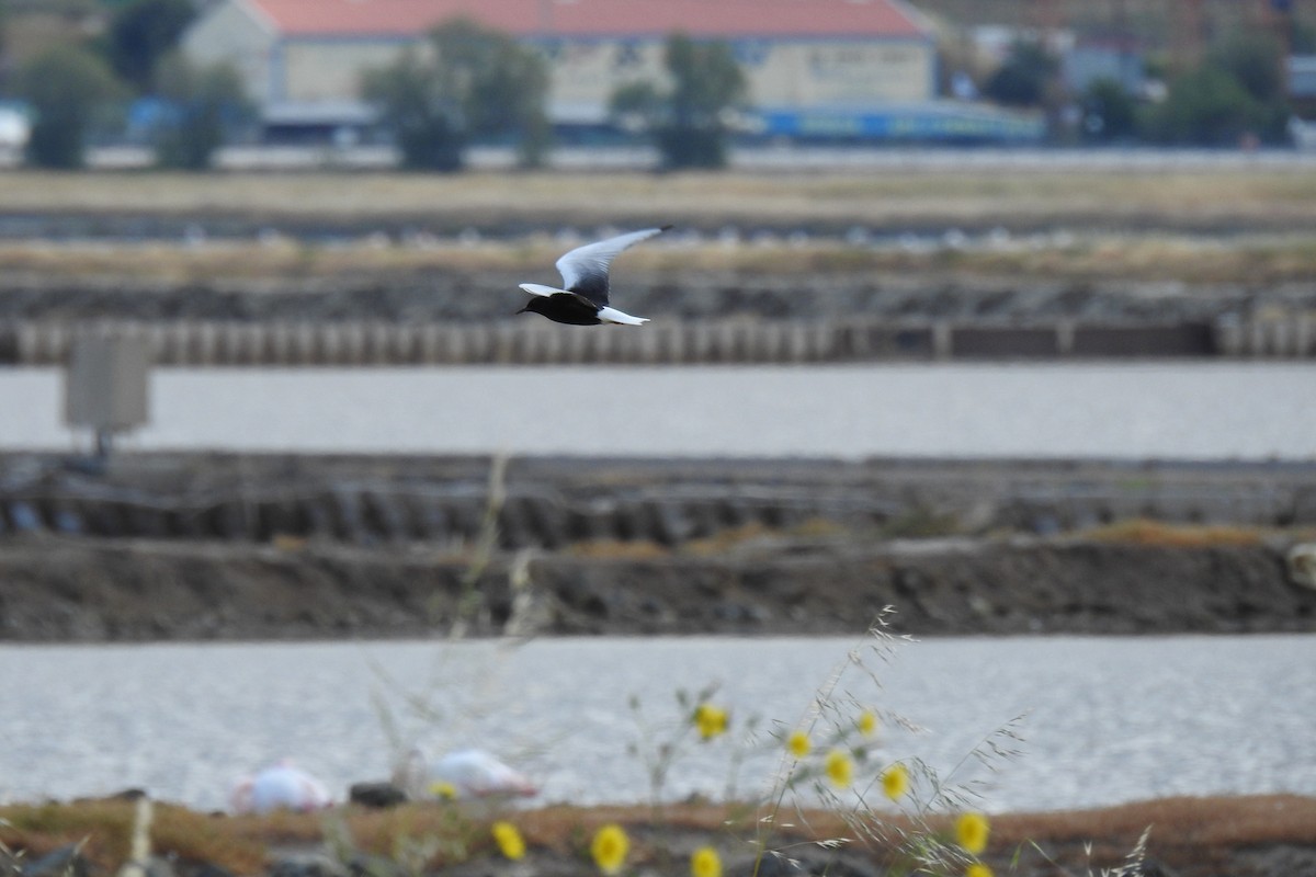 White-winged Tern - ML618757250