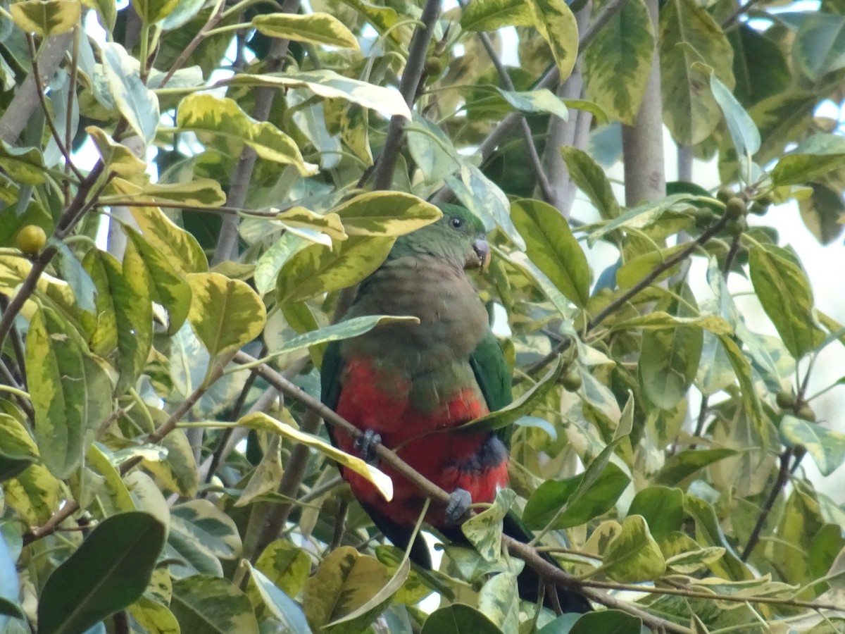 Australian King-Parrot - ML618757257