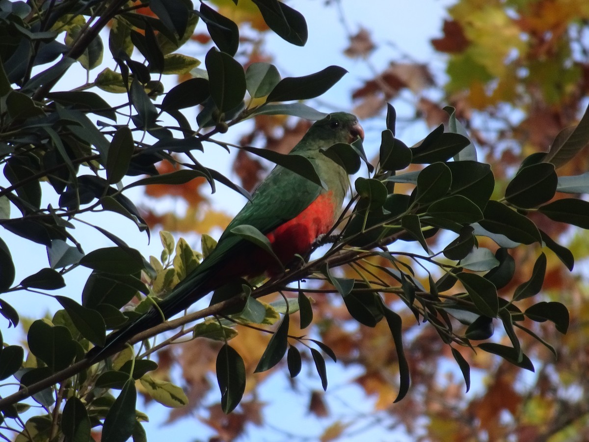 Australian King-Parrot - ML618757258